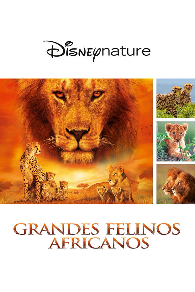 Grandes felinos africanos: El reino del coraje